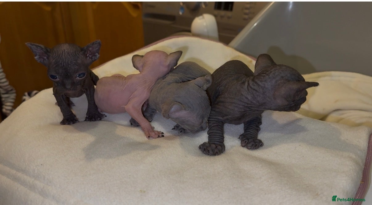 Sphynx cats Beautiful Spynx kittens  - Advert 9