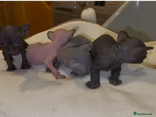 Sphynx cats Beautiful Spynx kittens - Advert 7