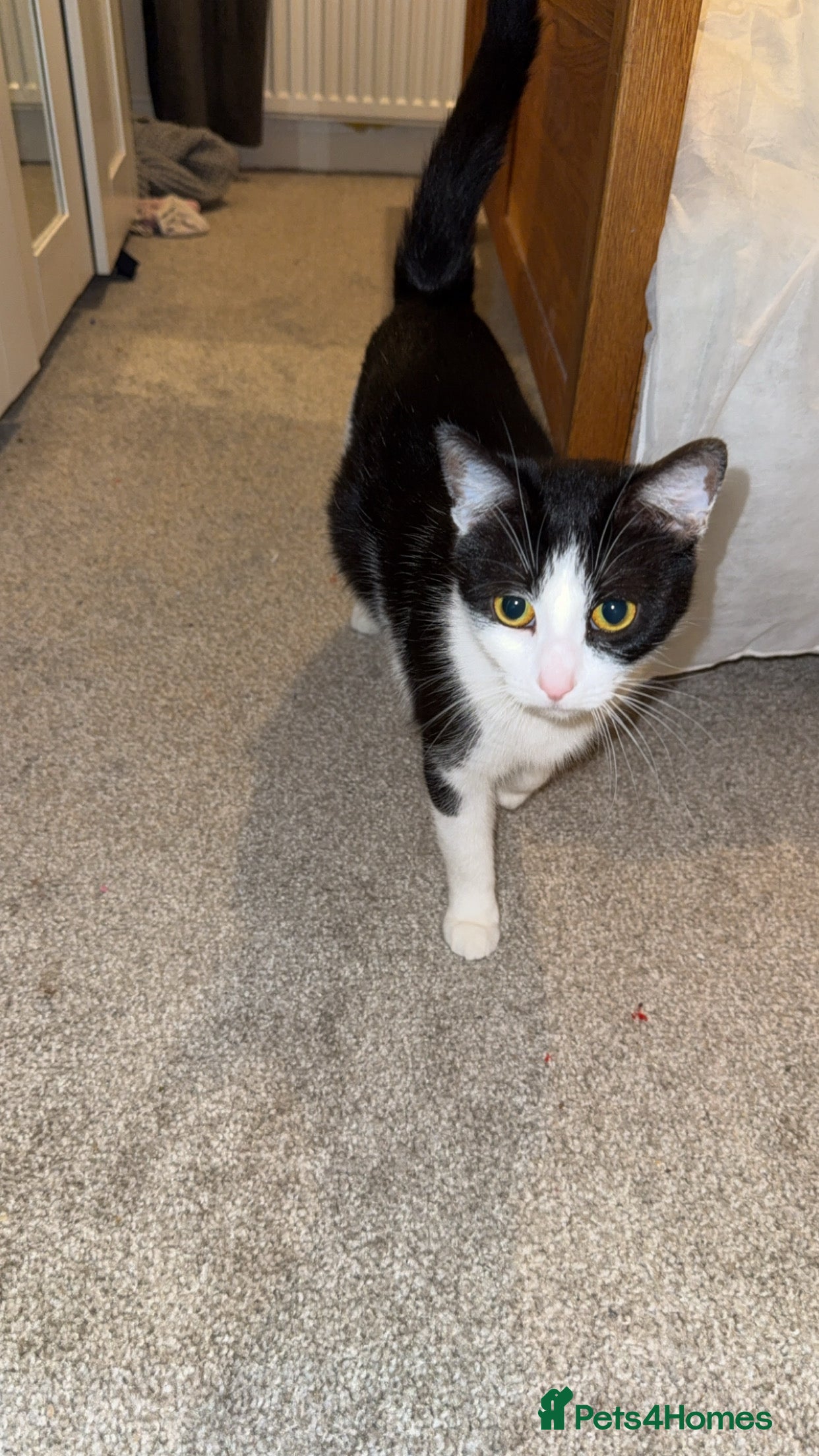 British Shorthair cats All black female kitten  - Advert 1