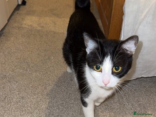 British Shorthair cats All black female kitten - Advert 1