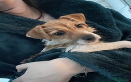 Jack Russell dogs for sale: Jack Russell X - Image 1