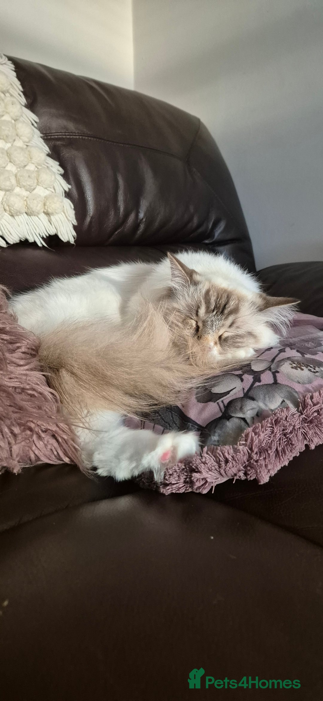 Ragdoll cats for sale: Zeus the Ragdoll - Image 4