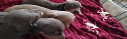 Miniature Dachshund dogs for sale: Miniature male and female pups  - Advert 3