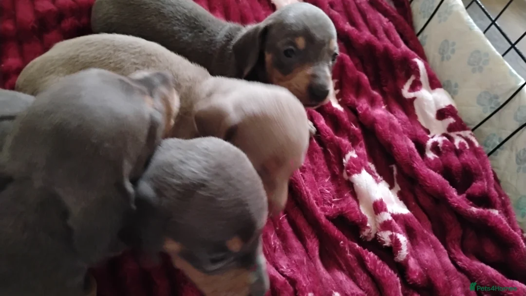 Miniature Dachshund dogs for sale: Miniature male and female pups  - Advert 3