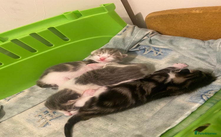 Domestic Shorthair cats - Advert 2