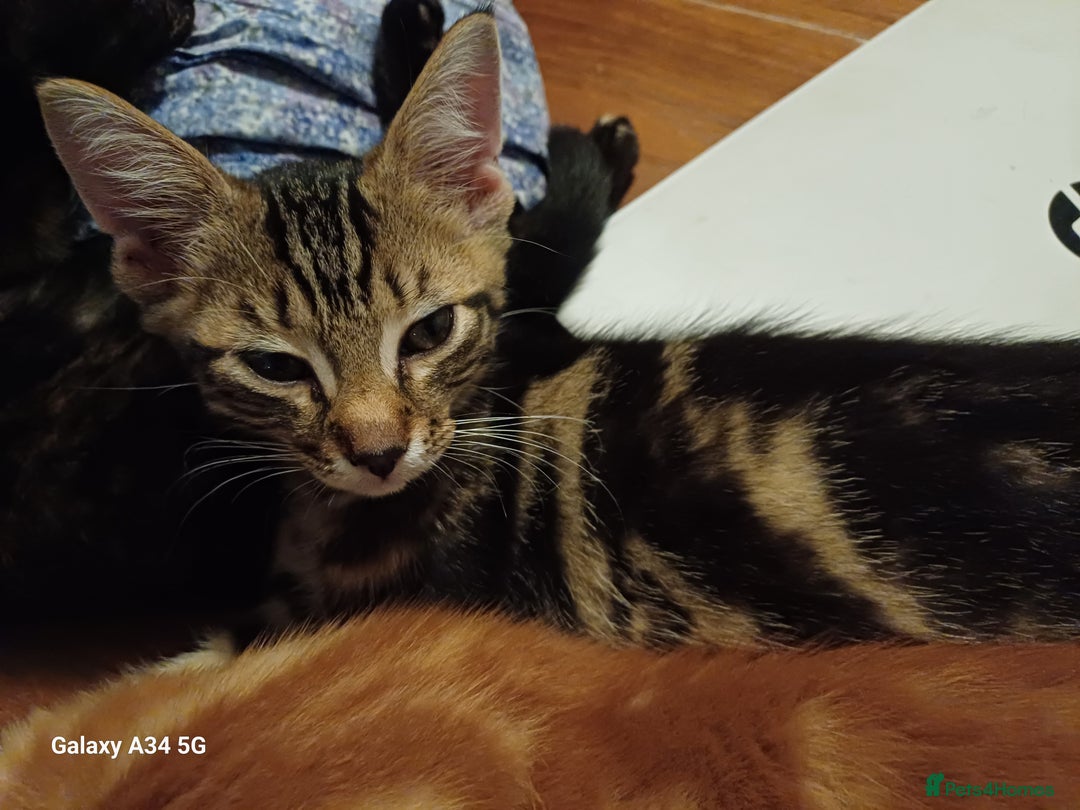 Mixed Breed cats for sale: 4 stunning kittens looking for their forever home. - Image 12