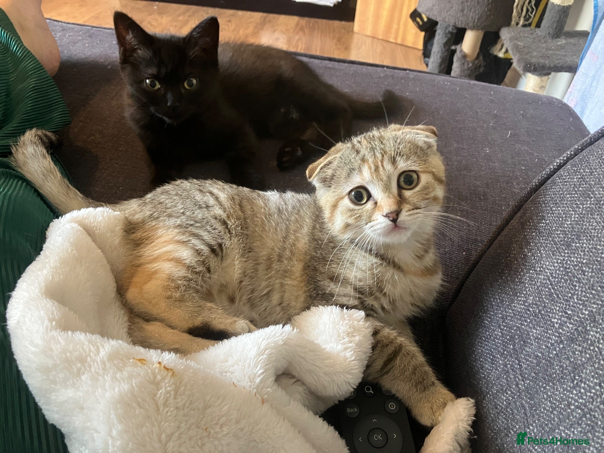 Scottish Fold cats Reduced price last 2 kittens - Advert 1