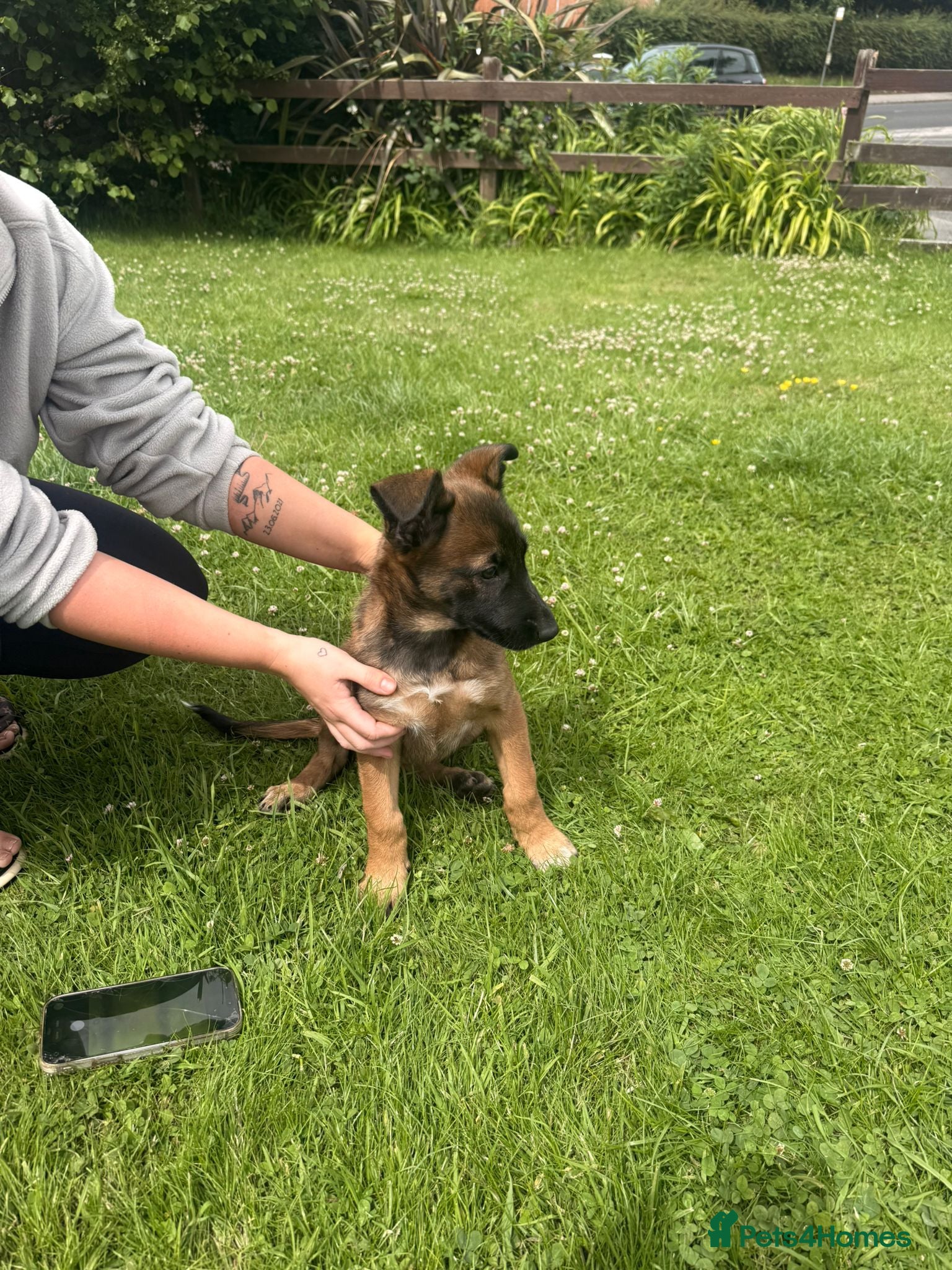 Belgian Shepherd Dog dogs !!1 LEFT!!Belgian malinios puppy - Advert 9