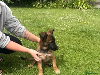 Belgian Shepherd Dog dogs !!1 LEFT!!Belgian malinios puppy - Advert 9