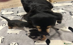 Miniature Dachshund dogs for sale: Mini dachshund puppies - Image 15