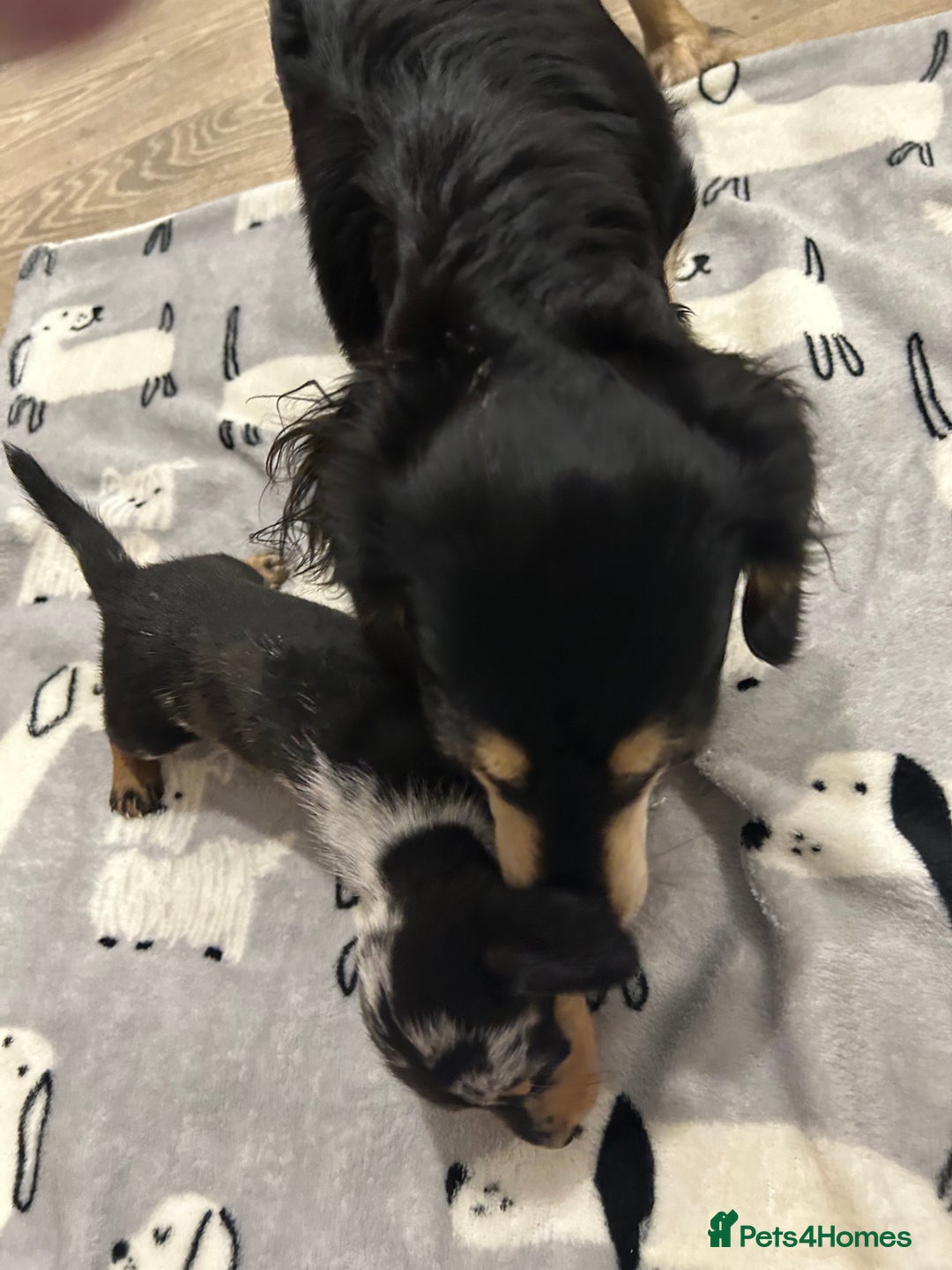 Miniature Dachshund dogs for sale: Mini dachshund puppies - Image 15