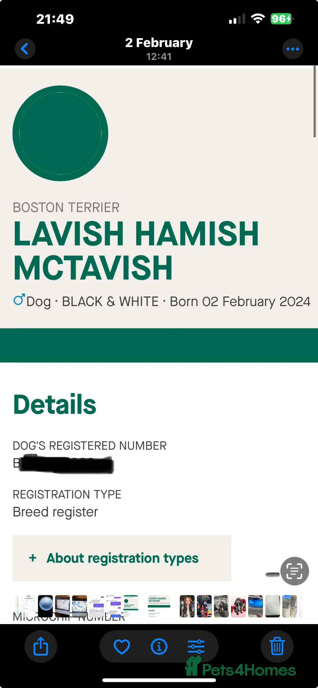 Border Terrier dogs for stud: Kc Boston terrier stud  in Leeds - Advert 10