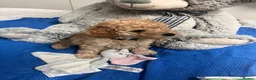 Miniature Poodle dogs for sale: 🐾 Adorable  Poodle Puppies for Sale! 🐾 - Advert 30