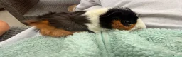 Guinea Pig rodents for sale: Baby guinea pigs ready now - Advert 6