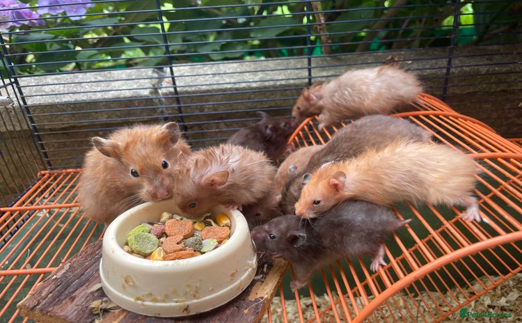 Hamster rodents - Advert 1