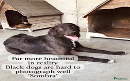 Mixed Breed dogs for adoption: Sombra, 1.5 yrs approx  Available for adoption  in Brixham - Image 22