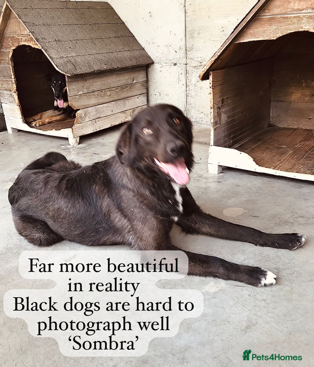 Mixed Breed dogs for adoption: Sombra, 1.5 yrs approx  Available for adoption  in Brixham - Image 22