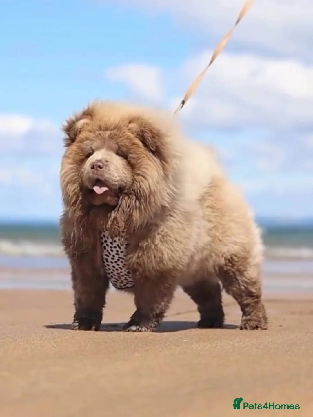 Chow Chow dogs for sale: Chocolate chow chow boy - Advert 8