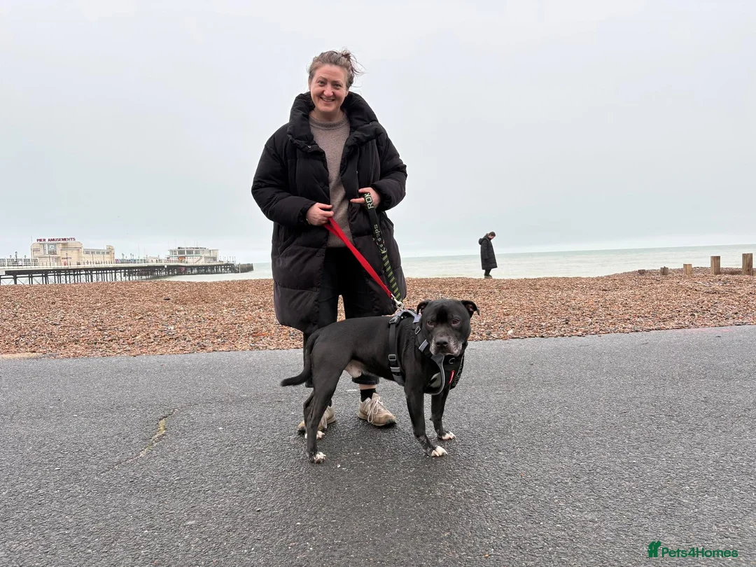 Mixed Breed dogs for adoption: 💙PO💙 5 yo boy- gentle, kind and loving soul in Worthing - Advert 10