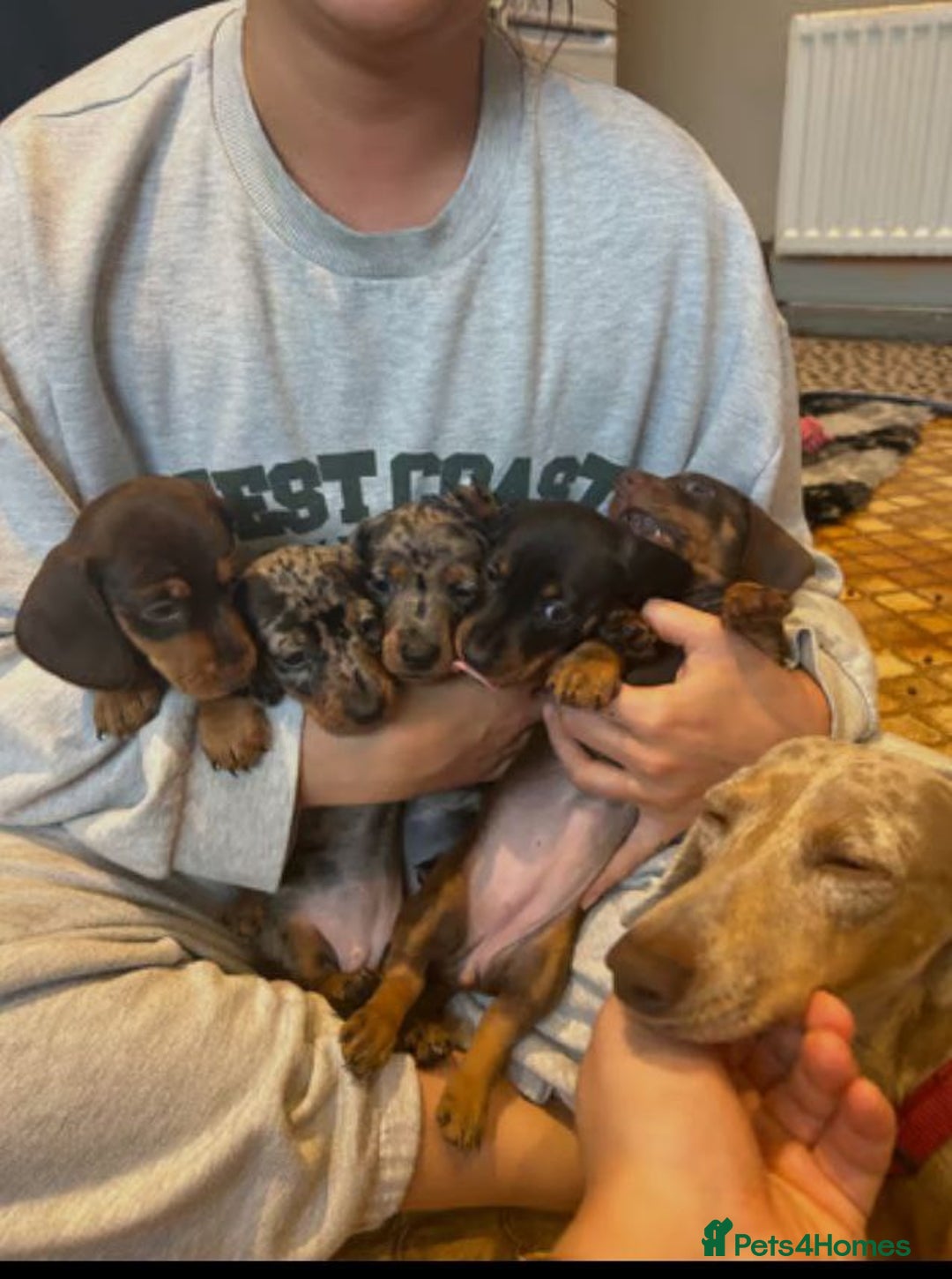 Miniature Dachshund dogs for sale: Beautiful Miniature Dachshund Puppies - Image 2