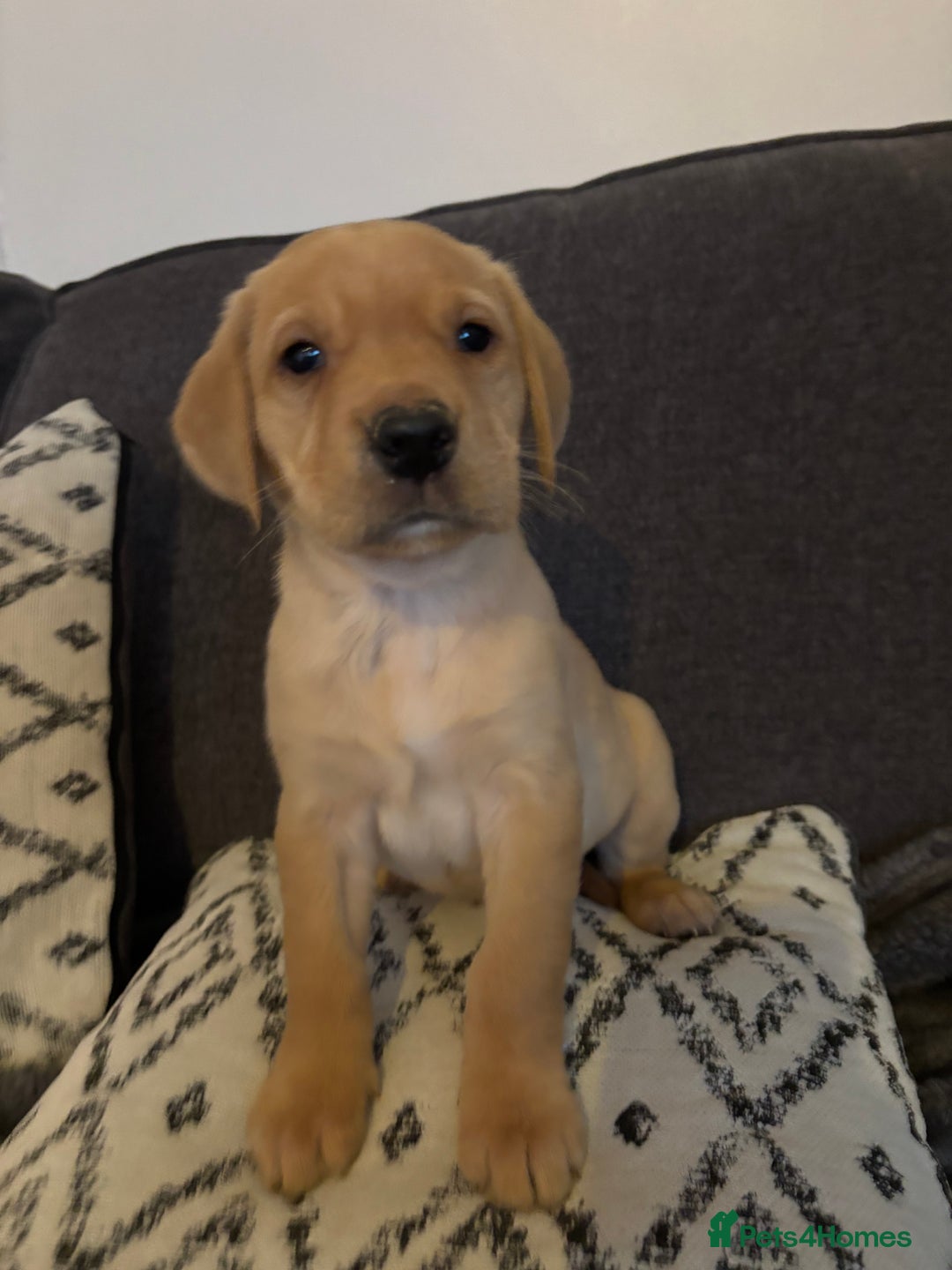 Labrador Retriever dogs for sale: KC registered Labrador retriever pups - Advert 20