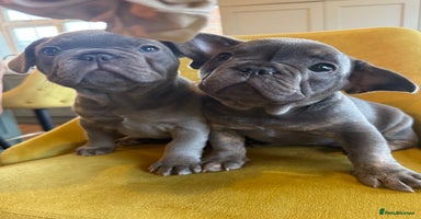 French Bulldog dogs - Advert 13