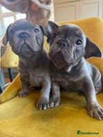 French Bulldog dogs - Advert 7