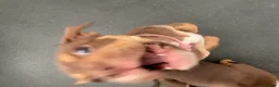 Old Tyme Bulldog dogs for sale: 8 OLD TYME BULLDOGS FOR SALE in London - Advert 2