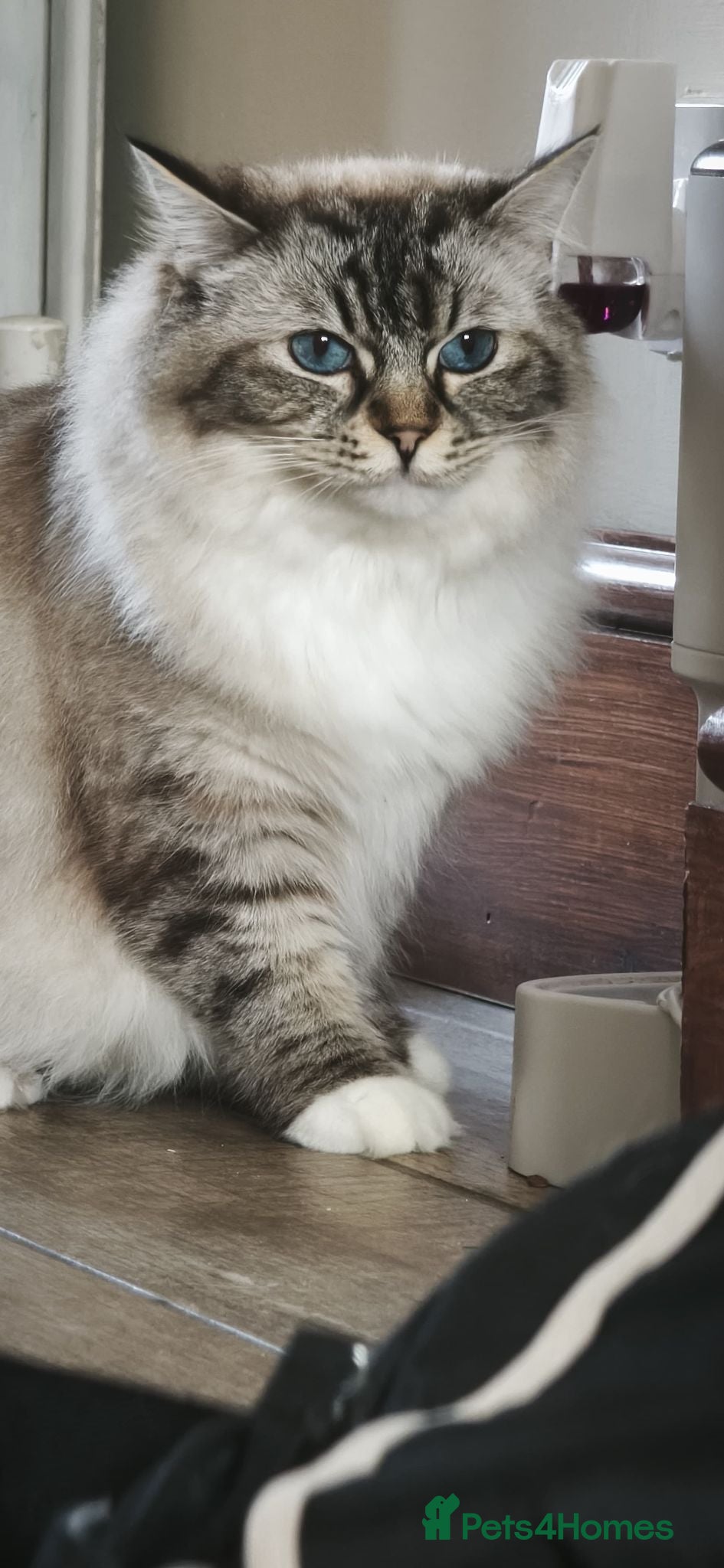 Ragdoll cats The best you can get!  - Advert 1