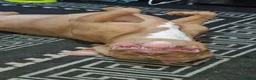American Bully dogs for sale: Pocket bully - Advert 2