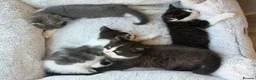 Mixed Breed cats for sale: *Last Boy*Cute and playful kittens for a good home - Advert 6