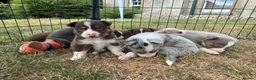 Border Collie dogs for sale: Beautiful Border Collie Puppies  - Advert 9