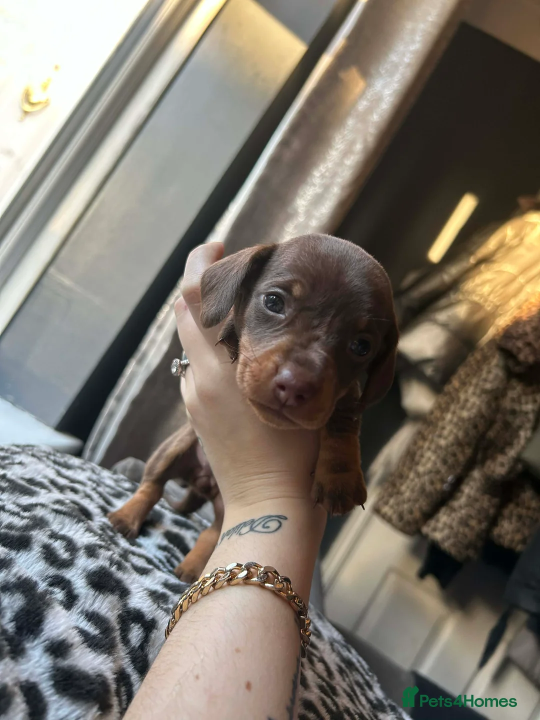Miniature Dachshund dogs for sale: Miniature dachshund 🐶🩷🩵 - Advert 11