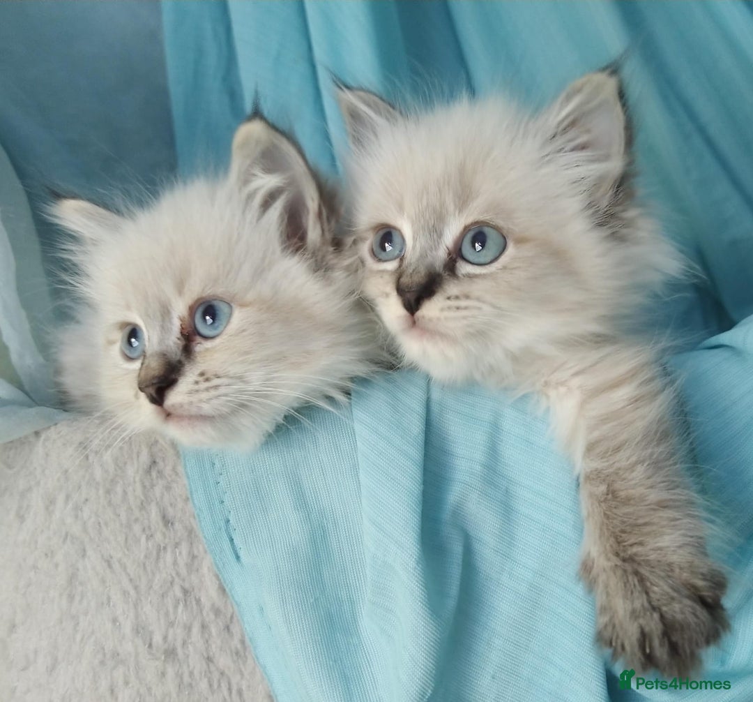 Siberian cats for sale: Siberian kittens for sale  - Image 6