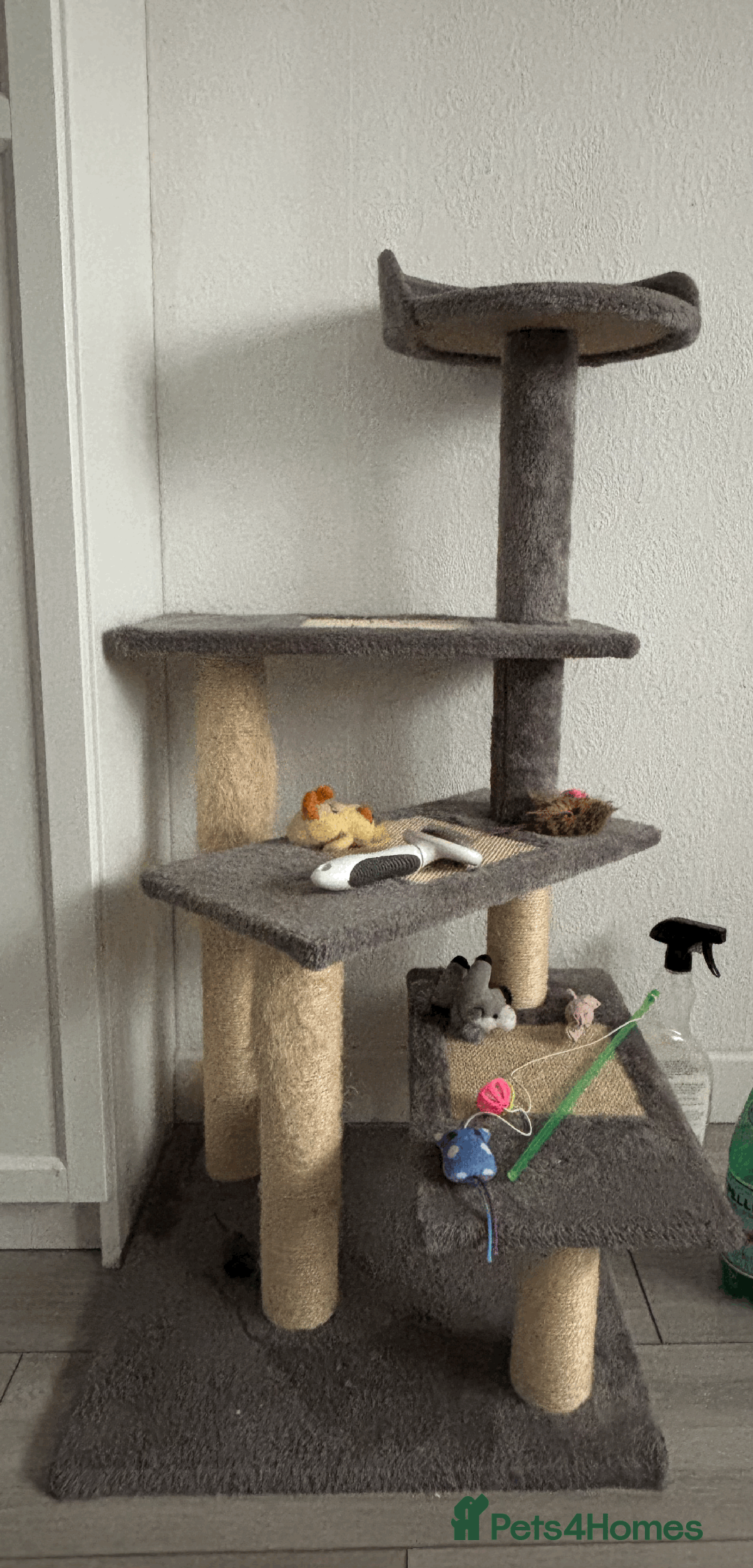 Bengal cats for sale: Beautiful Purebred Bengal Cat for sale - Advert 5