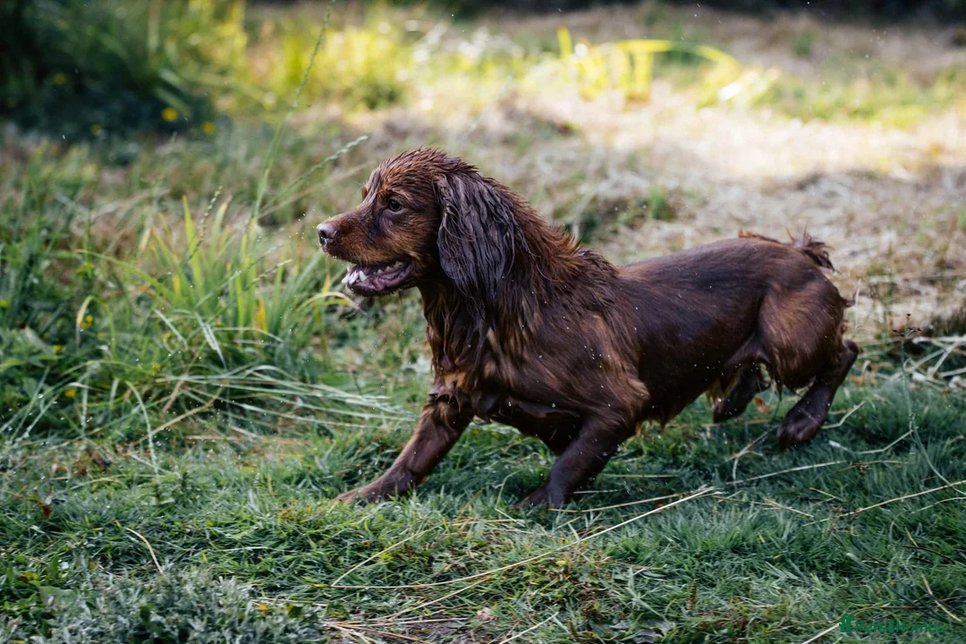 Cocker Spaniel dogs for stud: 💥HealthTested champ bred working cocker spaniel💥 in Cranbrook - Advert 6