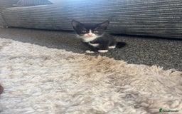 Mixed Breed cats for sale: 2 adorable female kittens! - Image 2