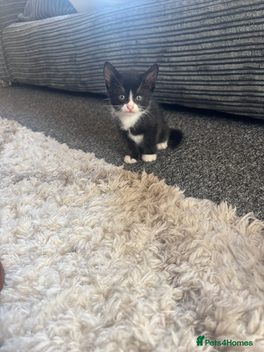 Mixed Breed cats for sale: 2 adorable female kittens! - Image 2