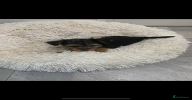 Yorkshire Terrier dogs - Advert 10