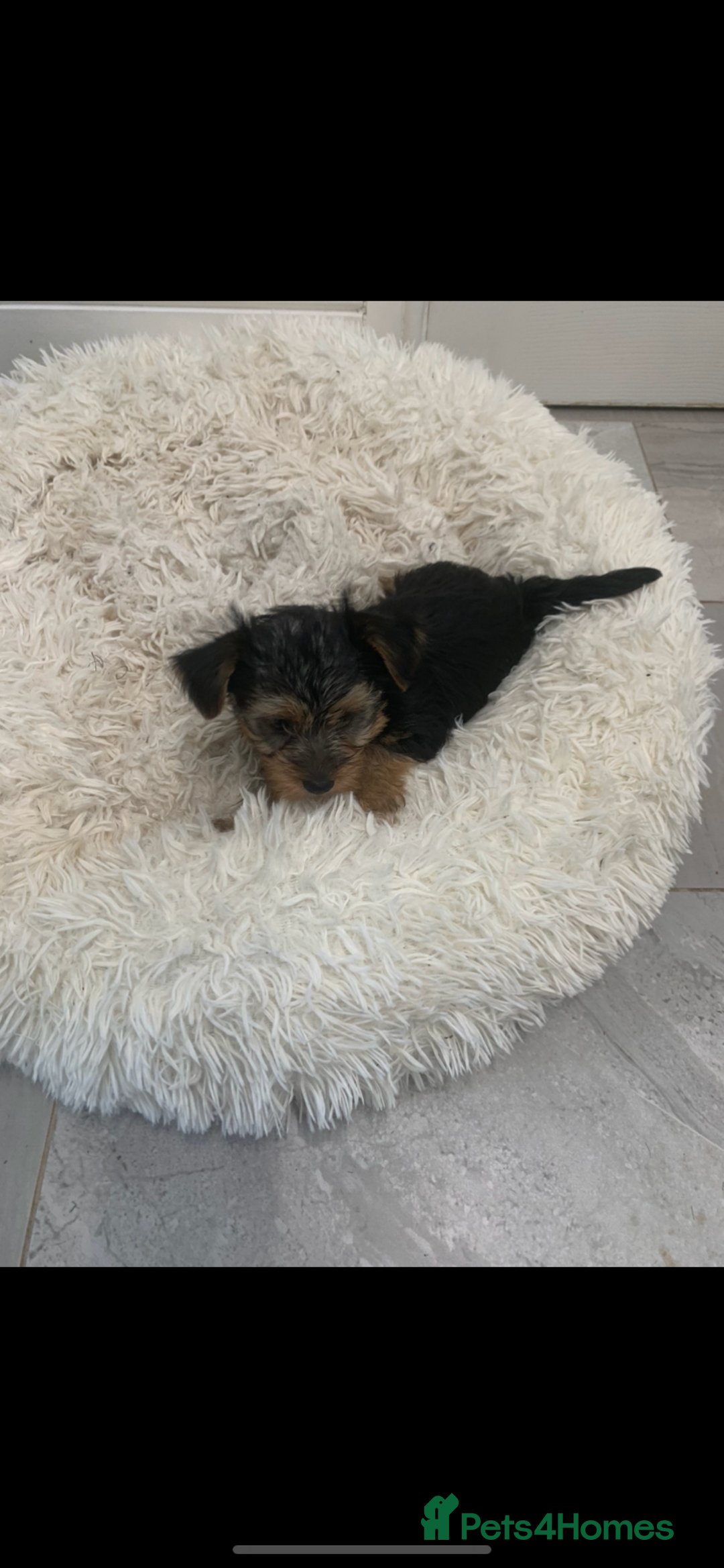 Yorkshire Terrier dogs for sale: Beautiful silver yorkie boy  - Image 3