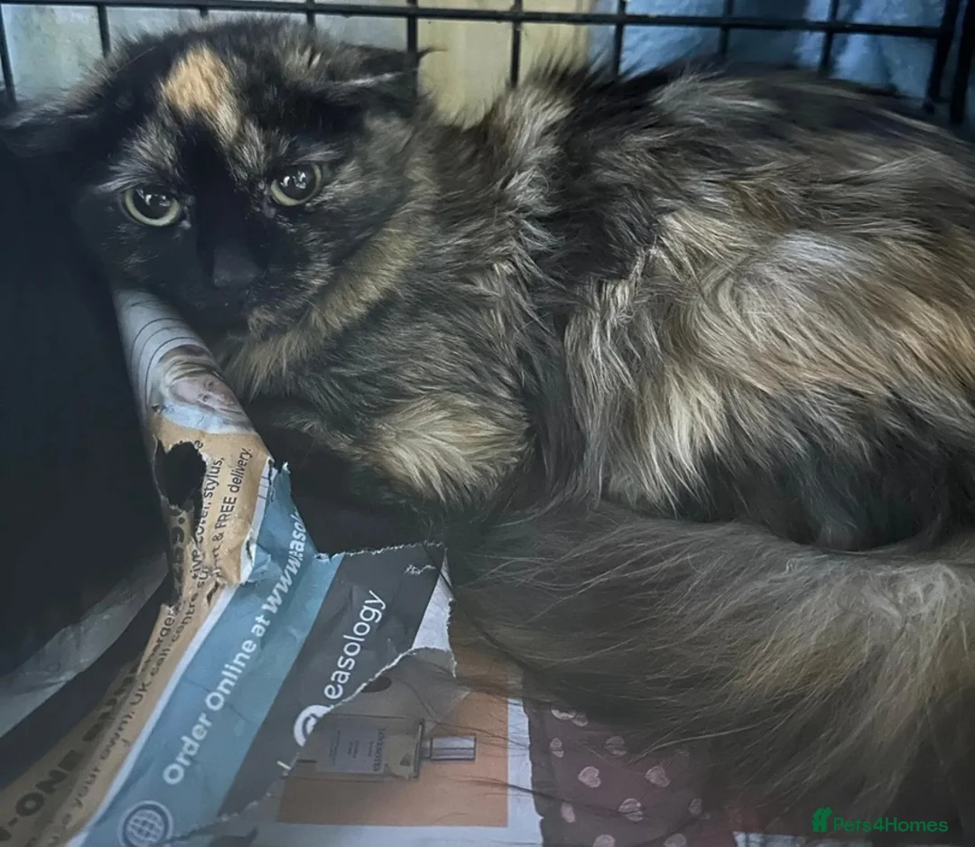 Mixed Breed cats for adoption: Tortoise Rescue Kittens Skye and Shadow in Hook - Advert 2