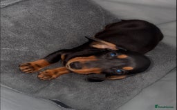 Dachshund dogs for sale: Only One Adorable Dachshund Left Now 🐶 - Image 3