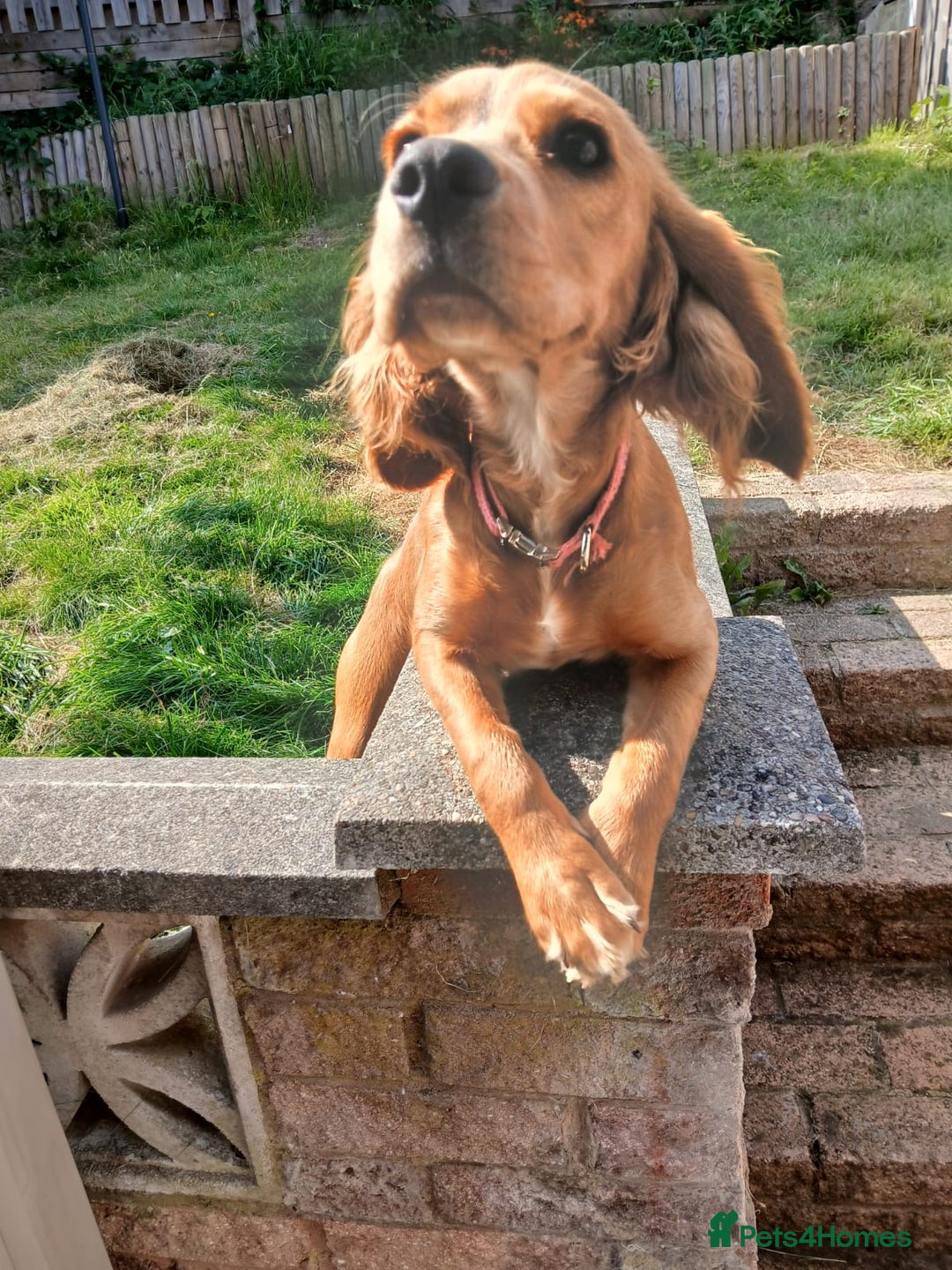 Mixed Breed dogs for sale: Spaniel Pup Rosie - Advert 4