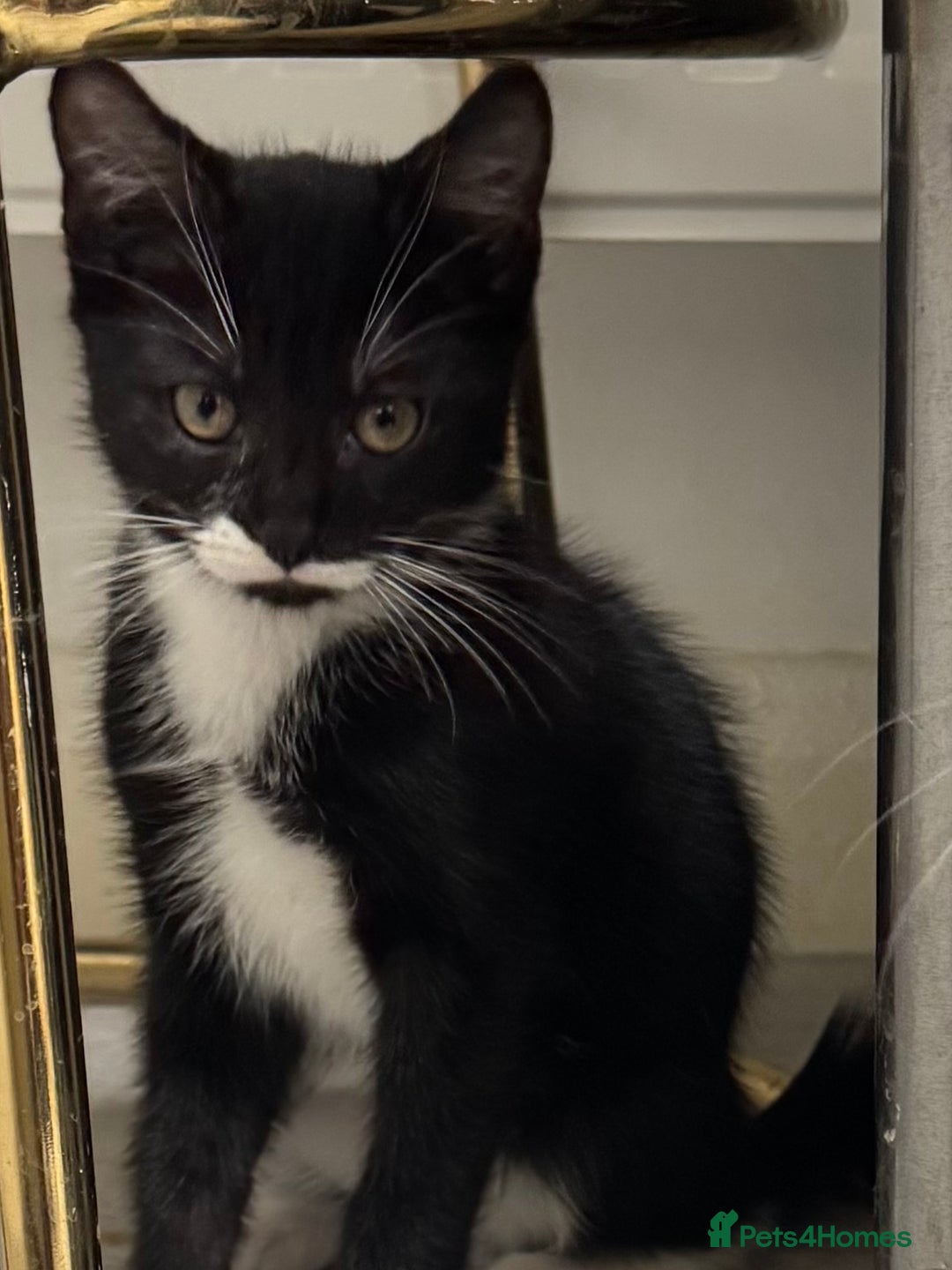 Mixed Breed cats for sale: Beautiful Kittens Looking for Their Forever Homes✨ - Advert 14