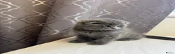 Scottish Fold cats for sale: Scottish Fold Kittens Available  - Advert 11