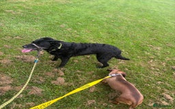 Dachshund dogs for sale: Bryan  - Image 2