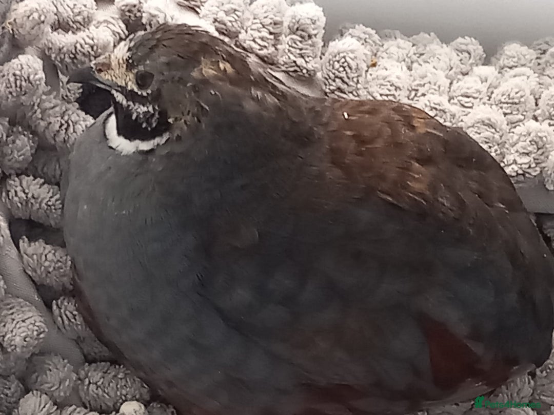Quail poultry for sale: Pair of Coturninx Quail and one Male Button Quail - Advert 3
