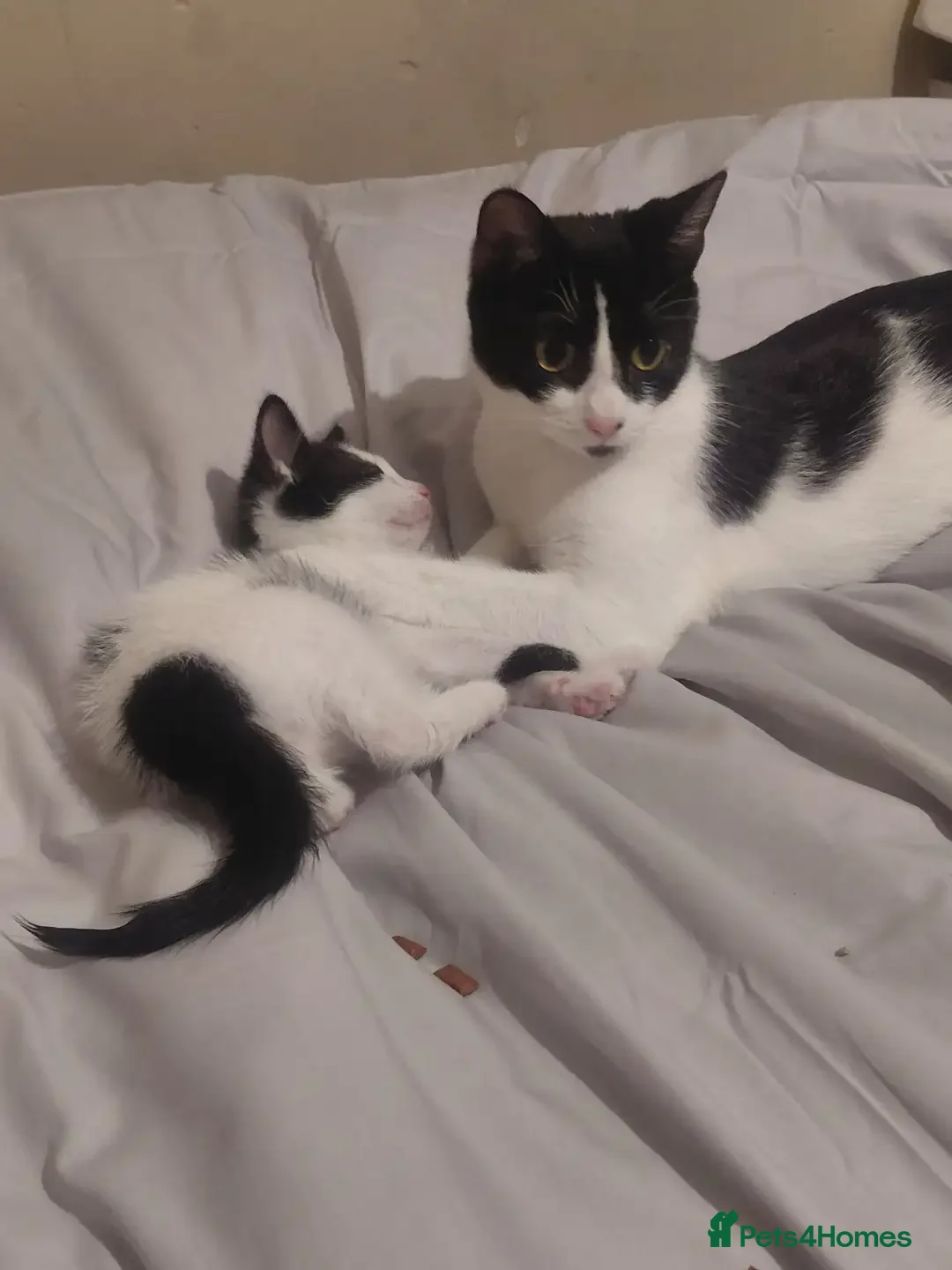 American Shorthair cats 2 girls for sale - Advert 12