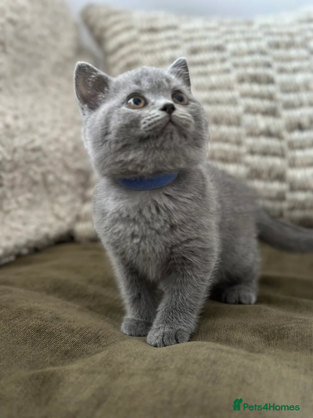 British Shorthair cats for sale: GCCF Registered British Shorthair kittens  - Advert 6