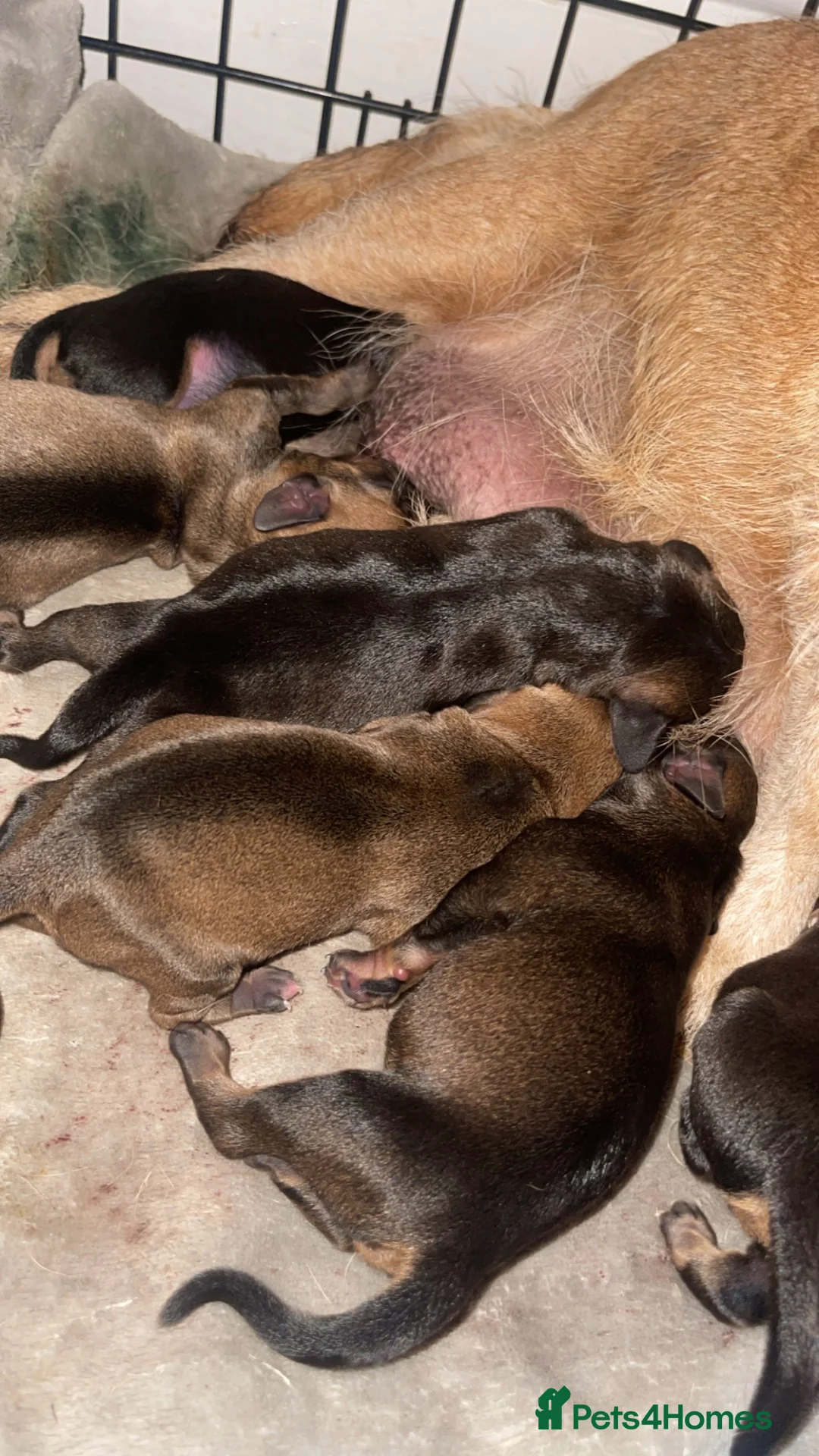 Mixed Breed dogs for sale: Pups for sale - Advert 2